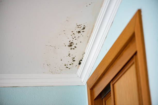 Professional Mold Removal in Nixon, PA