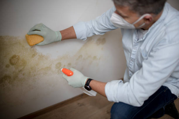 Best Mold Testing  in Nixon, PA