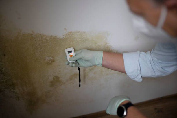 Best Office Mold Removal Services  in Nixon, PA