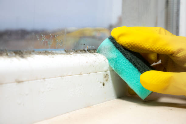 Best Mold Remediation  in Nixon, PA