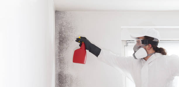 Best Affordable Mold Removal  in Nixon, PA