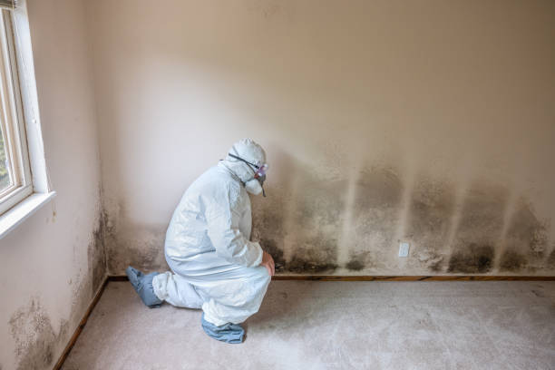 Best Black Mold Removal  in Nixon, PA