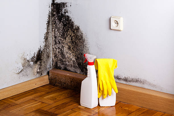 Best Home Mold Removal  in Nixon, PA