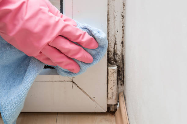 Best Mold Remediation Services  in Nixon, PA